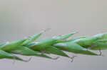 Darkgreen sedge